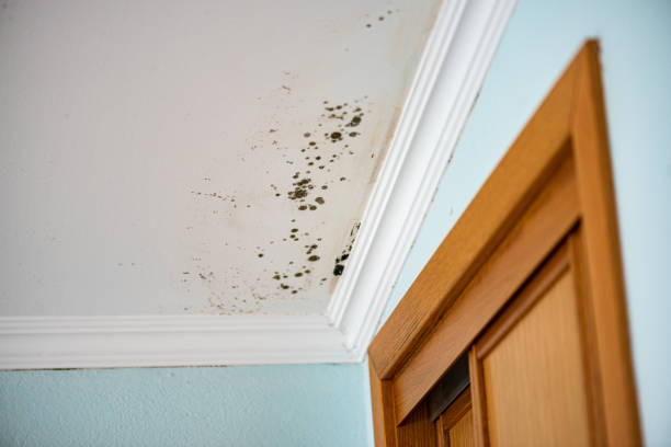Best Black Mold Removal  in Mountain Lake Park, MD