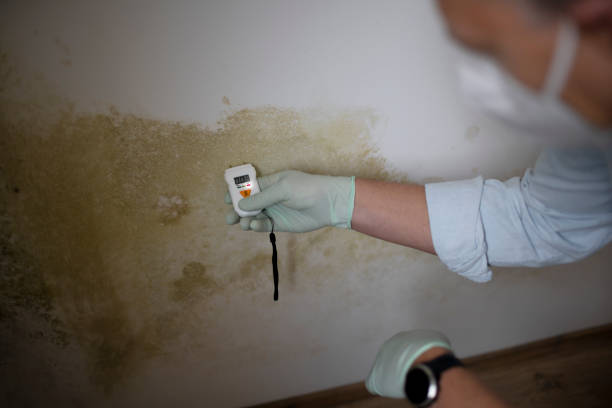 Attic Mold Removal in Mountain Lake Park, MD