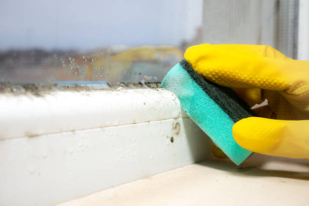 Best Mold Remediation  in Mountain Lake Park, MD