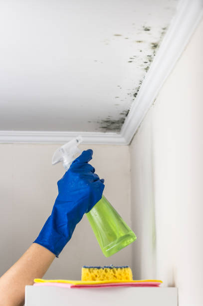 Best Mold Testing  in Mountain Lake Park, MD